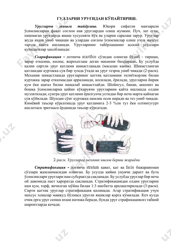 тарзда қайта ишланади. уруғларнинг тайёрлашнинг асосий усуллари қуйидагилар ҳисобланади: скарификация - лотинча scarifico сўзидан олинган бўлиб - тирнаш, зарар етказиш, кесиш, жарохатлаш деган маънони билдиради. бу услубда қалин сиртли уруғ қатлами шикастланади (масалан канна). шикастланган қатламдан куртакка сув бир зумда ўтади ва уруғ тезроқ униб чиқади (2-расм). механик шикастлашда уруғларнинг қаттиқ қатламини эҳтиёткорлик билан куртакка зарар етказмасдан арраланади, кесилади, ёрилади, уруғларни йирик қум ёки шағал билан ишқалаб шикастлайди. шойигул, банан, акконит ва бошқа ўсимликларни қийин кўкарувчи уруғларини қайта ишлашда олдин музлатилади, сунгра уруғ қатлами ёрилгунча устидан бир неча марта қайнаган сув қўйилади. шундан сўнг куртакка намлик осон киради ва тез униб чиқади. кимёвий таъсир кўрсатишда уруғ қатламига 2-3 %ли туз ёки олтингугурт кислотаси эритмаси ёрдамида таъсир кўрсатади. 2-расм. уруғларга механик ишлов бериш жараёни стратификация - лотинча stratum қават, қат ва facio бажараяпман сўзлари жамланмасидан олинган. бу усулда қийин унувчи дарахт ва бута ўсимликлари уруғлари нам субсрактда сақланади. бу услубда уруғлар …