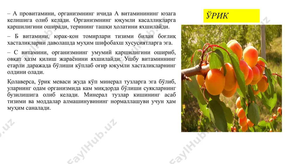 нинг кучли сийдик ҳайдовчи ва организмни тозаловчи хусусияти борлигини ҳам унутмаслик керак. айнан шунинг учун шифокорлар уни ҳомиладор аёлларга юрак, буйрак ишини яхшилаш, шишларни йўқотиш учун тавсия қилишади. ҳарқалай қовоқ бу вазифани манаман деган доридан кўра яхшироқ уддалайди. помидор помидор таркибида кўп миқдорда витамин ва антиоксидантлар мавжуд. улар организмдаги шамоллаш жараёнига қарши шафқатсизларча курашади. жумладан, помидор таркибида «липокин» деб номланган антиоксидант бор. у юрак ва қон томирларни ҳимоя қилади. қондаги холестерин миқдорини камайтиради. айниқса, помидорнинг уй шароитида тайёрланган томати жуда фойдали. томат ўзида янги узилган помидорга нисбатан кўпроқ фойдали хусусиятларни мужассам этган. аммо шундай фойдали маҳсулот ҳаммага ҳам фойда беравермайди. помидор таркибидаги органик кислоталар ошқозонида яраси бор, гастритга учраган, буйрак хасталигидан азобланувчиларга фақат зиён етказади. шуни эсда тутиш лозим. помидор буйракларда тош йиғила боришини таъминлайди. бироқ улар ҳам буткул помидордан юз буришлари шарт эмас. ҳафтасига бир-иккита помидор еб туришса, сира зиён қилмайди. бу миқдордан кўпайтирмасалар бас. райҳон райҳон (ocimum) — …