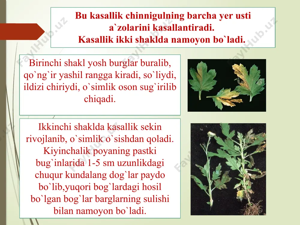 angis f.t., sichev a.sh. – respublika o`simliklar karantini davlat bosh inspeksiyasi image9.png image10.jpeg image11.jpeg image12.jpeg image13.jpeg image14.jpeg image15.jpeg image16.jpeg image17.jpeg image18.jpeg image1.jpeg image2.jpeg image3.jpeg image4.jpeg image5.jpeg image6.jpeg image7.jpeg image8.jpeg