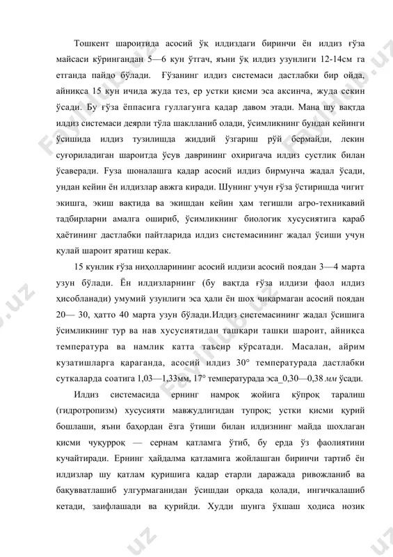 дан ташқари, қачонки тупроқнинг устки қатламида нам .жуда кам бўлиб (ўсимликка нафи тегмайдиган даражага тушиб) қолганда ён илдизлар йўналишипи кескин ўзгартириб, деярли тик ўсади, яъни тупроқда чуқурроқ киришга ҳаракат килади. илдизнинг фаол қисми тупроқнинг унумдор ҳайдалма қатламида қанча узоқ вақт туриб, ундан кўпроқ фойдаланса, ғўзада ҳосил органлари шунчалик кўп бўлади. тадқиқотчиларнинг фикрига қараганда, намлик илдизнинг ривожланиш характерини ўзгартирадиган асосий фактордир. шунинг учун суғориладиган деҳдончилик шароитида экинларни суғориш йўли билан илдиз системасининг ривожланишини истаган томонга ўзгартиришимиз мумкин. ғўза илдиз системаси ўзининг қуриган (нобуд бўлган) қисмини қайта тиклаш (регенерация) хусусиятига эга. ғўза илдиз системаси экин қатор ораларини ишлаш вактида кетмон ёки культиваторда ён илдизлар кесилиб кетганда қайта тиклана олади. илдиз кесилган ёки узилганда зарарланган жойидаги тўқима бўртиб битади ва шу бўртмалар четидан тутам шаклида бир қанча янги илдизчалар чиқади. илдиз системасининг ривожланишига шунингдек, кўчат қалинлиги ҳам таъсир этади. масалан, кўчатнинг нисбатан сийрак бўлиши илдиздаги сўрувчи томирларни тупроқнинг юза қатламида таралишига олиб келади. …