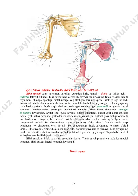 agining boshchasi suyakning boshqa qismlaridan nozik egat xolida o’tgan anatomik bo’yincha orqali ajralgan. dumboqlardan pastroqda, boshchani tanasiga birakadigan chegarada xirurgik bo'yincha joylashgan. aynan shu joyda suyakni sinishi kuzatiladi. pastki yoki distal epifizda medial yoki ichki tomonda g’altakka o’xshash xosila joylashgan. lateral yoki tashqi tomonida esa boshsimon dungcha bor. galtak ustida old tomondan ancha kattaroq bo’lgan tirsak chuqurchasi bo’ladi. bu chuqurchaga tirsak suyagining o’sigi kiradi. g’altak ustida orqa tomondan toj chuqurcha xosil bo’ladi. toj chuqurchaga tirsak suyagining tojsimon o’sig’i kiradi. elka suyagi o’zining distal uchi bilan bilak va tirsak suyaklariga birikadi. elka suyagining pastki uchida ikki chet tomonidan medial va lateral tepachalar joylashgan. tepachalar muskul va boylamlarni birikish joyi xisoblanadi. bilak suyaklari bilak va tirsak suyagidan iborat. tirsak suyak pronatsiya xolatida medial tomonda, bilak suyagi lateral tomonda joylashadi. tirsak suyagi [footnoteref:3] [3: frank h. netter, atlas of human anatomy, saunders, usa, 2014., r-425 ] tirsak suyagi uzun naysimon suyak bo’lib, uning …