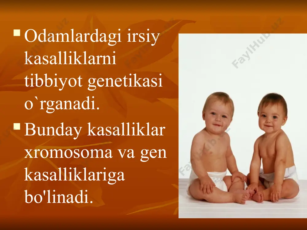 o‘tadi. bu mutatsiyalar alfa-l-iduronidaza fermentining yetarli darajada ishlab chiqilmasligiga olib keladi. gargolizm kasalligi bilan kasallangan bolaning tashqi tuzilisi goshe sindromi (sfingolipidoz) sababi: organizmda glyukotserebrosidaza fermenti yetishmaganda sodir bo’ladigan erkak va ayollarda uchraydigan kasallikю bu modda asosan taloq, jigar, suyak iligi va ba’zi boshqa to‘qimalarda to‘planib, ularda funksional o‘zgarishlarni keltirib chiqaradi. belgilari: taloq, jigar, buyrak, o’pka,miya, suyak iligida ferment to'planib qoladi goshe sindromining asosiy sabablari quyidagicha: 1. genetik mutatsiyalar: kasallik arsa genida (glukoserebrozidaza kodlaydigan gen) mutatsiyalar sababli autosomal-retsessiv yo‘l bilan nasldan-naslga o‘tadi. ya’ni, kasallik uchun ikkala ota-ona ham mutatsiyaga uchragan genni bolaga o‘tkazishi kerak. 2. ferment yetishmovchiligi: glukoserebrozidaza fermentining kamligi yoki faoliyatining pasayishi glukoserebrozidning parchalanishiga imkon bermaydi, natijada bu moddalar organizm to‘qimalarida to‘planadi va kasallik simptomlarini keltirib chiqaradi. «дaun» sindromi kasallik sababi: ona 30-40 yoshda bo`lishi, narkotiklar. autosoma 21-juft xromosomaning bittaga oshishi. 47 ta simptomlari: bemorning boshi va ko`zlari nisbatan kichik, yuzi keng, og`zi chala ochiq, aqli zaifroq, bepusht bo`ladi . …