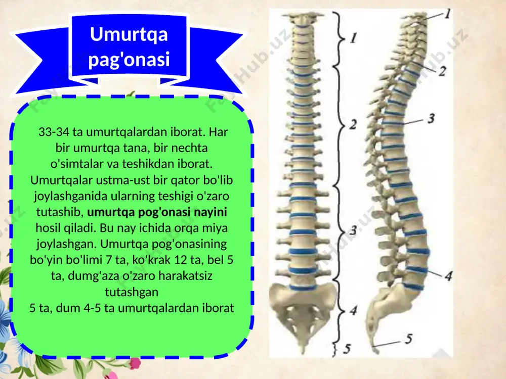 tayanch-harakatlanish sistemasining tuzilishi, funksiyasi va ahamiyati - Page 5