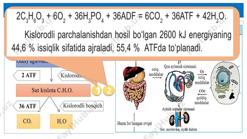 miqdorini topamiz: n==36 mol atf. fotosintez umumiy reaksiya tenglamasidan foydalanib sintezlangan glukoza molekulasini topamiz: 6co2 + 18atf + 12 org. birikma h2 = c6h12o6 + 6h2o + 18adf + 18h3po4 + org. birikma 18 mol atf ____________ 1 mol glukoza 36 mol atf ____________ x mol glukoza x = = 2 mol glukoza. demak, javob: 2 molekula glukoza sinteziga yetar ekan. 5 - masala beda o‘simligi hujayralarida yorug‘lik energiyasi hisobiga va aerob sharoitda 1240 molekula atf sintezlangan bo‘lsa, shu vaqt oraligida o‘simlik hujayralarida dissimilatsiya jarayonida sintezlangan atfda to‘plangan energiya miqdorini kj aniqlang. dastlab yorug‘lik ta’sirida o‘simlik xloroplastlarida sodir bo‘ladigan jarayonnining qisqacha reaksiya tenglamasini yozib olamiz: 6co2 + 18atf + 12 org. birikma h2 = c6h12o6 + 6h2o + 18adf + 18h3po4 + org. birikma 9 – sinf darsligining 33-§ dan ma’lumki, o‘simlik mitoxondriyalarida xloroplastlardagidan 30 marta kam atf hosil bo‘ladi. aerob 1 : 30 yorug`lik jami hosil bo‘lgan atfdan aerob …