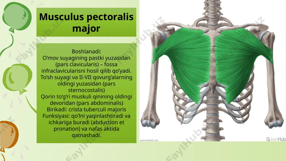 pigastrium 1)regio epigastrica 2)regio hypochondrica dextra 3)regio hypochondrica sistra hypogastrium 1)regio pubica 2)regio inguinalis (iliaca) dextra 3)regio inguinalis (iliaca) sinistra mesogastrium 1)regio umblicalis 2)regio lateralis dextra 3)regio lateralis sinistra qorinning topografik qismlari qorinning markazidan yuqoridan pastga tortilgan – linea alba markazda – annulus umblicalis ko’ndalanggiga – intersectiones tendineae (3-4 ta) qorin muskullari qorinning yon devor mushaklari: m.obliquus externus abdominis m.obliquus internus abdominis m.transversus abdominis qorinning oldingi devor muskullari: m.rectus abdominis m.pyramidalis qorinning orqa devor muskullari: m.quadratus lumborum image1.jpg image2.jpg image3.png image4.png image5.png image6.png image7.jpg image8.png image9.jfif image10.png image11.jfif image12.jfif image13.jpg image14.jfif image15.jpg image16.jpg image17.jpg image18.jpg image19.jpg image20.jpg image21.jpg image22.jpg image23.jpg image24.jpg image25.jpg image26.jpg image27.jpg