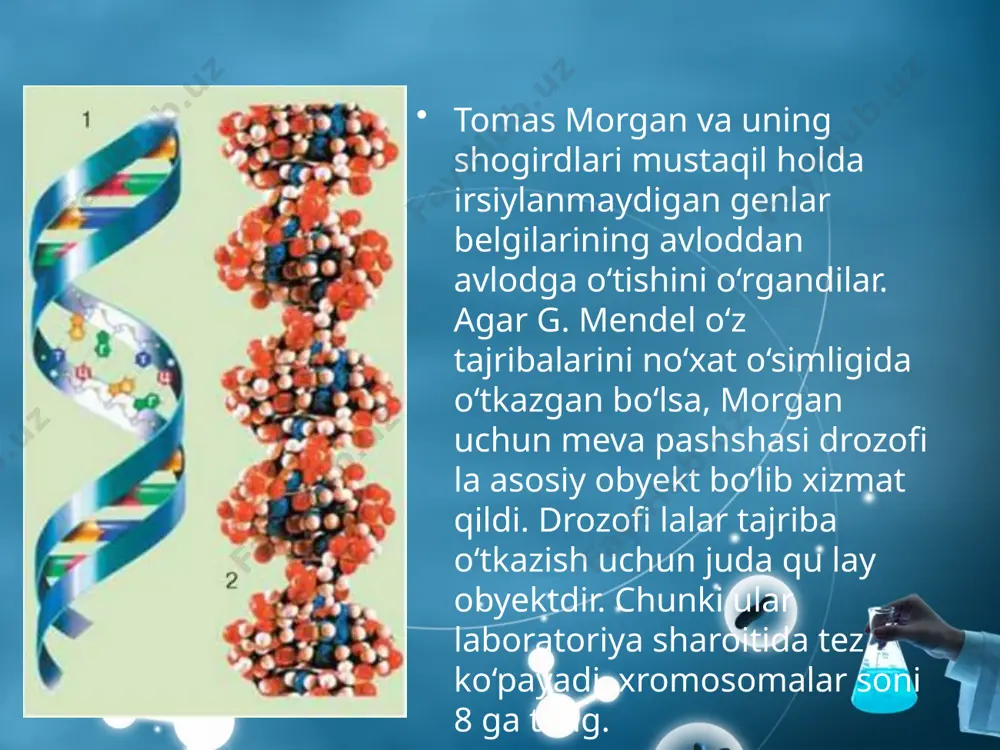 girdlari bilan irsiyatning xromosoma nazariyasini yaratdi. uning mazmuni quyidagicha: genlar xromosomalarda ma’lum bir chiziqli ketma-ketlikda joylashadi; har bir gen xromosomada o‘z o‘rni (lokus)ga ega; allel genlar gomologik xromosomalarning aynan bir xil lokuslarida joylashadi; bitta xromosomada joylashgan genlar birikish guruhini hosil qilib, birgalikda irsiylanadi; birikish guruhlari soni xromosomalarning gaploid to‘plamiga teng va har bir tur uchun doimiydir. krossingover jarayonida genlarning birikishi buzilishi mumkin, bunda rekombinant xromosomalar hosil bo‘ladi; krossingover chastotasi genlar orasidagi masofaga bog‘liq: masofa qanchalik uzoq bo‘lsa, krossingover shuncha ortadi; rekombinatsiya foizi asosida genlar orasidagi masofa aniqlanadi, bu esa xromosomalar xaritasini tuzishga imkon beradi. bu sohadagi tadqiqot natijalari xromosomaning genetik va sitologik xaritasini yaratish imkonini vujudga keltirdi. ma’lum birikish guruhga kirgan genlarning joylashish tasviri genetik xarita deyiladi. genetik xaritada organizmning har bir birikish guruhi alohida tasvirlanadi va ularda joylashgan genlarning qisqartirilgan nomi beriladi, genlar orasidagi masofa krossingover foizlari natijalariga qarab belgilanadi. savol va topshiriqlar birikkan holda irsiylanish hodisasi dastlab kimlar …