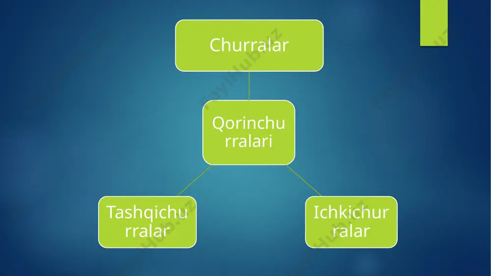 qorin bo’shlig’i ichki churralari - Page 5
