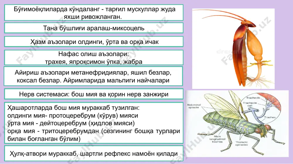 етаморфоз йўли билан боради. тухумдан олти оёқли личинкалар чиқади. бу личинкалар туллаб, саккиз оёқли нимфага айланади. нимфа вояга етган давридаги имагодан жинсий аппаратини етилмаганлиги билан фарқ қилади. уларда одатда ташқи жинсий тешик бўлмайди, нимфа даврлари бир нечта бўлиши мумкин (иккинчи нимфа даврини ўтаётган урғочиси- телеонимфалар). нимфа охирги марта туллаб, вояга етганда имагога айланади. sarcoptes scabiei эпидермиснинг шох қатлами билан мальпиги қатлами чегарасида ўрнашиб, тўқималар билан озиқланади, терида йўл очади. каналар тез кўпаяди, бадан қаттиқ қичишади, одам қичишган жойларни қичиганида каналар тирноқ орасига кириб қолади ва натижада уни баданининг бошқа жойларига юқтиради. касал одам билан қўл бериб кўришилганда ёки унинг буюм ва кийим-кечакларидан фойдаланилганда ҳам кана юқади. оила: ixodidae – иксод кана тиббиётда аҳамиятга эга бўлган каналарнинг оила: argasidaeaprac - каналари аргас каналари ёпиқ биотопларда: ёввойи сутэмизувчилар, қушлар ва кемирувчиларнинг инларида, ғорларда, молхона ва отхоналарда, пахса деворларнинг ёриғида ва шунга ўхшаш жойларда ҳаёт кечиради иксод каналар облигат гематофаглар бўлиб, умурткали хайвонларда, …