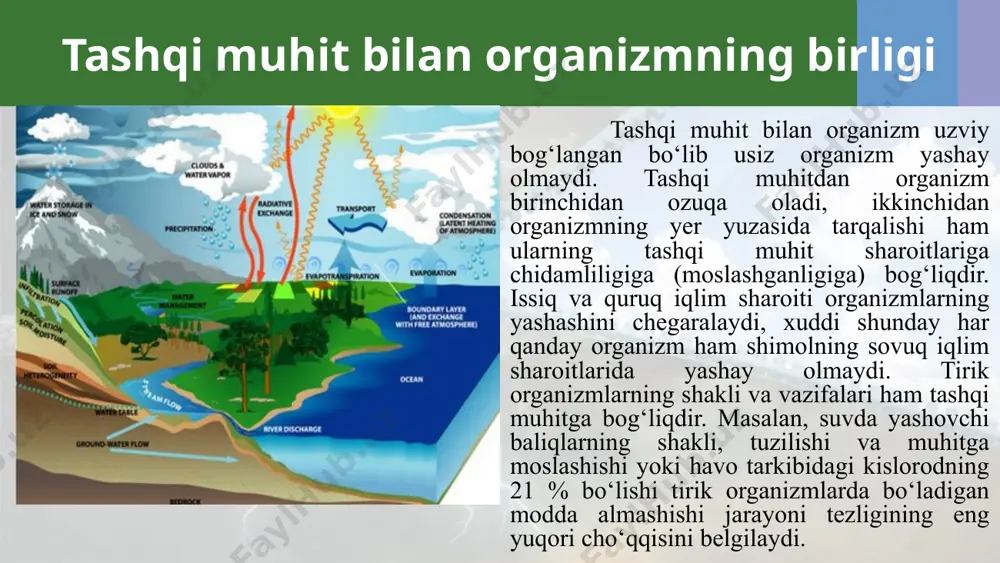 di. o‘simlik ildizlari tuproqning hatto eng kichik yoriqchalariga kirib borib jinslarni maydalashga olib keladi. bakteriyalar va zamburug‘lar esa, tog‘ jinslarini nuratib tuproqning hosil bo‘lishini tezlashtiradilar. zamburug‘lar oziqa mineral moddalarini parchalaydigan kislotalar ajratadilar, parchalangan mineral moddalar jinslardan yuvilib, ularning yanada emirilishini tezlashtiradi. o‘simliklarning chiriyotgan qismlari ham kislotalar ajratadi, jinslarning kimyoviy nurashini jadallashtiradi. bularning hammasi tuproqning kimyoviy tarkibini va strukturasini o‘zgartirishi mumkin. hayvonlar ajratib chiqargan ekskrimentlari yordamida, tuproqni tuyoqlari bilan maydalab, yerda uy va har xil yo‘llar yasab tuproq hosil qilish jarayonida ishtirok etadilar. ekologik omillar: biotik, abiotik, antropogen tirik organizmlarga ta’sir etuvchi muhitning har qanday bo‘laklari ekologik omillar deyiladi. muhit - quruqlik, suv, havo va yer osti qismlaridan iborat. tashqi muhit tushunchasidan tashqari yashash sharoitlari degan tushuncha ham mavjud bo‘lib, bu tushunchaga organizmning yashashi uchun zarur bo‘lgan elementlar yoki omillardan yorug‘lik, issiqlik, suv, oziqlanish va shu kabilar kiradi. 1933 yilda d.n.kashkarov muhit omillarini 3 guruh (iqlim, edafik va biotik)ga bo‘ladi. keyinchalik …