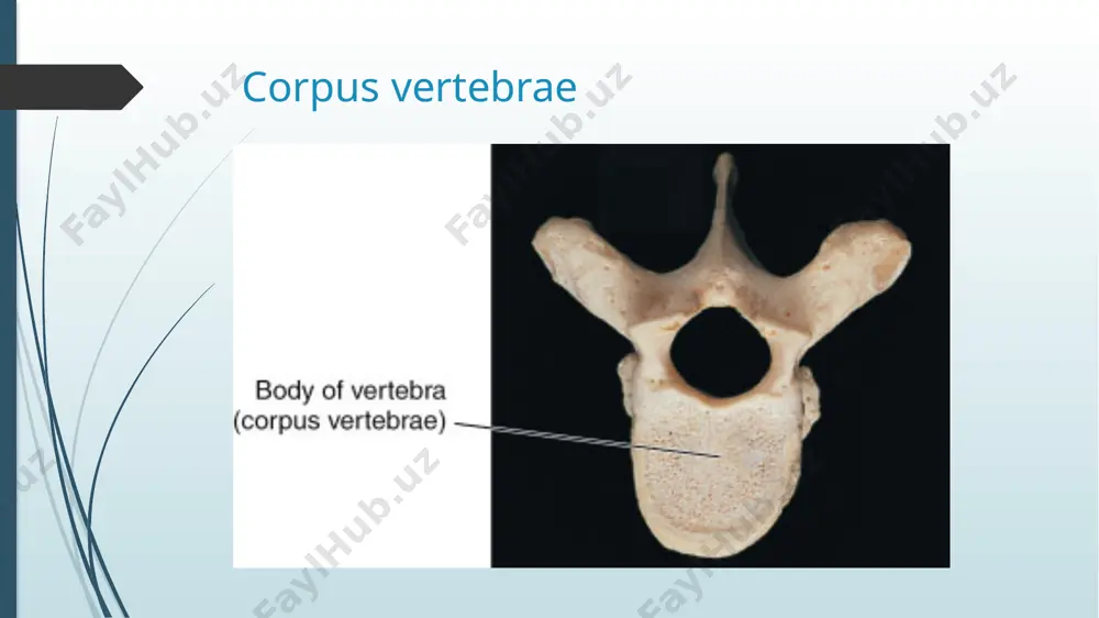 s facies articularis posterior dentis apex dentis atlas va axisning birikishi (yuqoridan ko’rinishi) bo’yin umurtqalarining o’zaro birikishi umurtqalarning o’ziga xos xususiyatlari: ko’krak umurtqalari (vertebrae thoracicae) tanasi bo’yin umurtqalari tanasiga qaraganda birmuncha yirik. 1-ko’krak umurtqasidan 12-ko’krak umurtqasiga tushgan sari ularning kattaligi ortib boradi. ko’ndalang o’siqlari (processus transversus) lateral va orqa tomonga yo’nalgan. o’tkir o’siqlari (processus spinosus) ham bo’yin umurtqalarinikidan birmuncha uzun bo’lib , bir-birini cherepitsa singari yopib turadi. bo’g’im o’siqlari frontal yuzada joylashadi. yuqorigi bo’g’im o’siqlari bo’g’im yuzasi orqaga, pastki umurtqalarning bo’g’im yuzasi old tomonga qarab turadi. !!!eng asosiy farqlaridan biri – ularning tanasi va ko’ndalang o’siqlarida qovurg’alarning birikishi uchun chuqurchalar (fovea costalis) mavjud. tanasi bo’yin umurtqalari tanasiga qaraganda birmuncha yirik. ko’ndalang o’siqlari (processus transversus) lateral va orqa tomonga yo’nalgan. o’tkir o’siqlari (processus spinosus) ham bo’yin umurtqalarinikidan birmuncha uzun bo’lib , bir-birini cherepitsa singari yopib turadi bo’g’im o’siqlari frontal yuzada joylashadi. yuqorigi bo’g’im o’siqlari bo’g’im yuzasi orqaga, pastki umurtqalarning bo’g’im yuzasi …