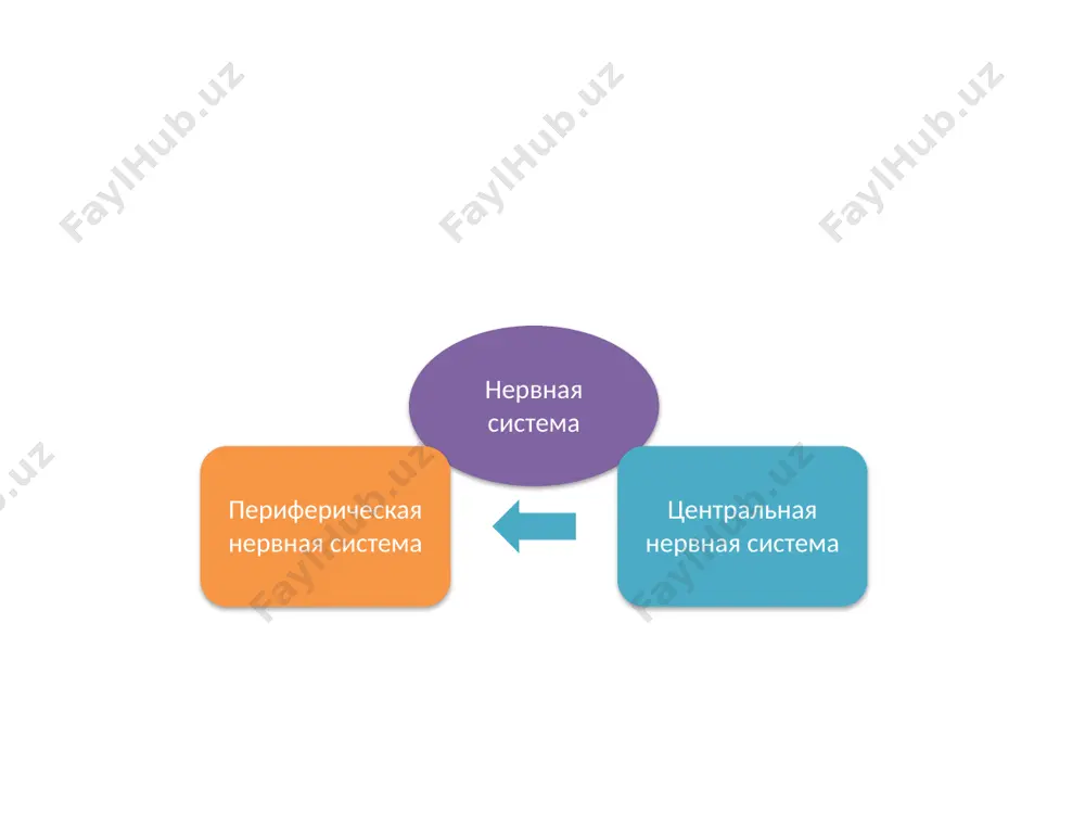 функции головного и спинногомозга - Page 4