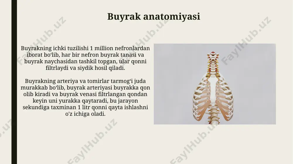 siydik pufagi anatomiyasi - Page 5