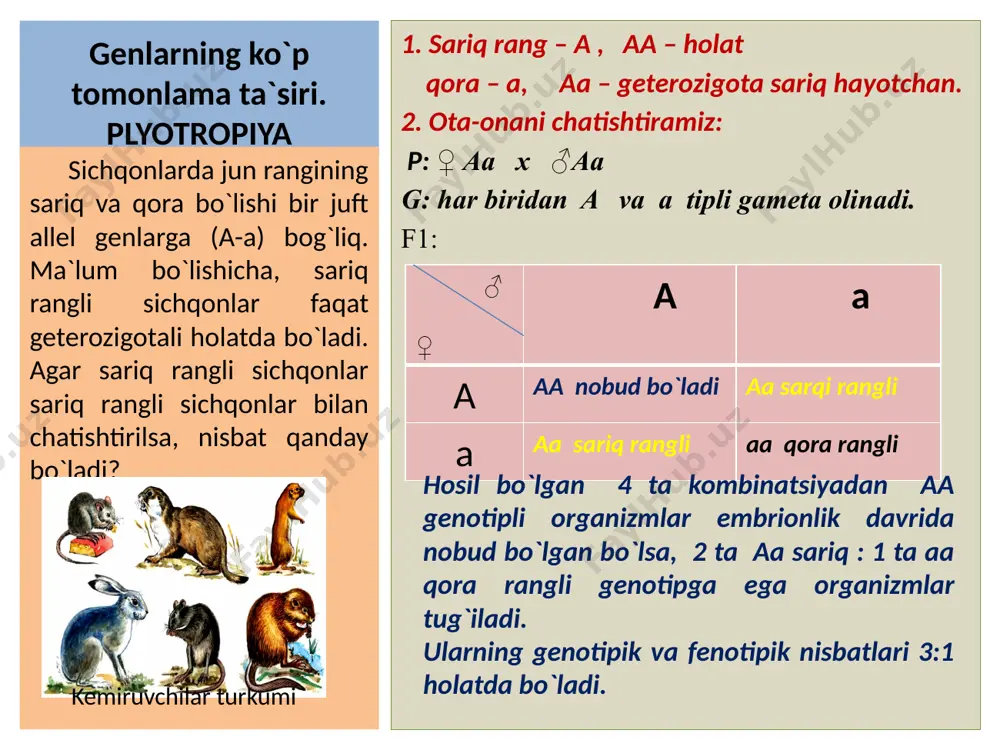 emizishni to‘xtatilgandan keyin nobud bo‘ladi. retsessiv a geni gomozigot holatida qora rangni keltirib chiqaradi. geterozigot (aa) genotipli qo‘zichoqlarda oshqozon normal rivojlanadi va qo‘zichoqlar tirik qoladi. shu bilimlarga amal qilib quyidagi masalalarni yeching. a) ikki kulrang qo‘yning chatishtirish natijasida qanday fenotipli qo‘zichoqlarni olish mumkin? b) hamma qo‘zichoqlar yetuk holatigacha rivojlanishini ta’minlash uchun kulrang urg‘ochi qo‘yni qanday qo‘chqor bilan chatishtirish lozim? genlarning ko`p tomonlama ta`siri. plyotropiya normal bo`y – a, nonizm – a, pigmentlilikni – b, letal holat – b, ota-ona organizmlarni chatishtiramiz: ♂aabb x ♀aabb g: har biridan ab, ab, ba, ab. f1: ♂\♀ ab, ab, ab, ab ab, aabb aabb aabb aabb ab, aabb aabb aabb aabb ab, aabb aabb aabb aabb ab aabb aabb aabb aabb 16 __________100% 4____________x = 25% odamda a geni bo`yning normal bo`lishini, retsessivi nanizmga olib keladi. b geni esa terida normal pigmentlilikni, retsessiv alleli esa, letal hisoblanadi. har ikkala belgisi bo`yicha geterozigota ota onalardan …