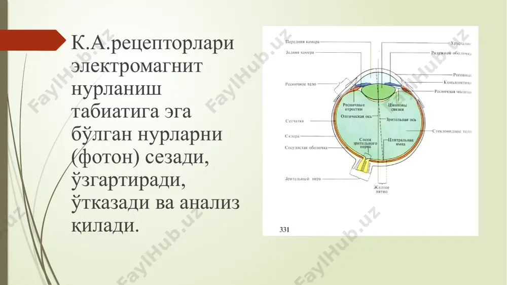 а эга,у юз тузилишига боғлиқ. кўрув анализаторида объект масофаси, шакли, катта-кичиклиги, хажм холати ва кўриш ўткирлиги хам идрок этилади. image1.jpeg image2.jpeg image3.png image4.png /docprops/thumbnail.jpeg