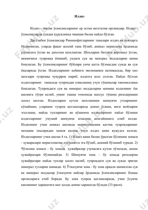 с ҳолда доимо ҳаракатда бўлади (33-расм). ризодерма ҳужайралари туклар билан биргаликда узоқ яшамасдан ўлиб боради ва ўрнига бошқа қоплагич тўқима эгзодерма пайдо бўлади. илдизларнинг асосий вазифаси сўриш, ўсимликларни тупроқда мустаҳкамлаш озиқа моддаларни тўплаш, ер устки қисмининг ўсиши учун гармонларни, аминокислоталарни, алкалоидларни синтез қилиш ва уларнинг ҳаракатини таъминлаш, тупроқда яшайдиган микроорганизмлар, замбуруғлар билан алоқада бўлиш ва бошқалар. илдиз системаси. ҳар бир ўсимлик одатда, кўп сонли кучли шохланган илдиз системасидан иборат бўлади. очиқ уруғли ва гулли ўсимликларнинг асосий илдизи муртак илдиздан ривожланади ва ер қатламлари бўйлаб пастга қараб ўсади. асосий илдизнинг апикал меристемага яқин жойида ён илдизлар пайдо бўлади. асосий илдизга яна биринчи тартибли илдиз ҳам дейилади. ундан чиққан ён илдизларни иккинчи тартибли, ундан чиққан илдизларни учинчи ва бошқалар дейилади. бир паллали ўсимликларнинг асосий илдизи муртакда ҳосил бўлиб узоқ яшамайди, илдиз системаси муртакнинг поясидан пайдо бўлган қўшимча илдизлардан шаклланади ва попук илдизлар тизимини ҳосил қилади. буларга буғдой, арпа, шоли, ғумай, сули, тариқ …