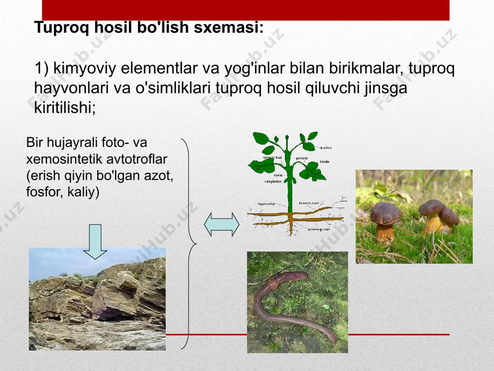 tuproq va uning tabiiy xususiyatlari mavzusida taqdimot - Page 5