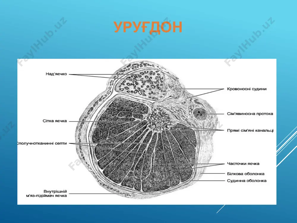 йлама бурмалар, 1.2 - кўп каторли устунсимон эпителий, 1.3 - хусусий пластинка; 2 –мушак парда: 2.1 – ички бўйлама қават, 2.2 – ўрта циркуляр қават, 2.3 –ташқи бўйлама қават; 3 - адвентициал парда. уруғ пуфакчалари,простата бези ва булбоуретрал безлар простата бези умумий кўриниши (кўндаланг кесимда). бўялиши: гем-эозин. 1 - бириктирувчи тўқимали капсуласи; 2 - силлиқ мушак тўқимали қавати; 3 - бириктирувчи тўқимали тўсиқ; 4 - бўлакча; 5 - простата сийдик йўл қисми; 6 - уруғ дўмбоқчаси; 7 - сийдик йўлининг бўшлиқлари; 8 - простата безларнинг охирги бўлимлари: 8.1 - шиллиқ (ички), 8.2 - шиллиқ ости (оралиқ), 8.3 - бош (ташқи), 9 - простата конкрецияси; 10 - чиқарув найлар: 10.1 - шиллиқ безларнинг, 10.2 – оралиқ ва бош безларнинг. image1.png image2.jpeg image3.jpeg image4.png image5.jpeg image6.jpeg image7.jpeg image8.jpeg image9.png image10.jpeg image11.png image12.png