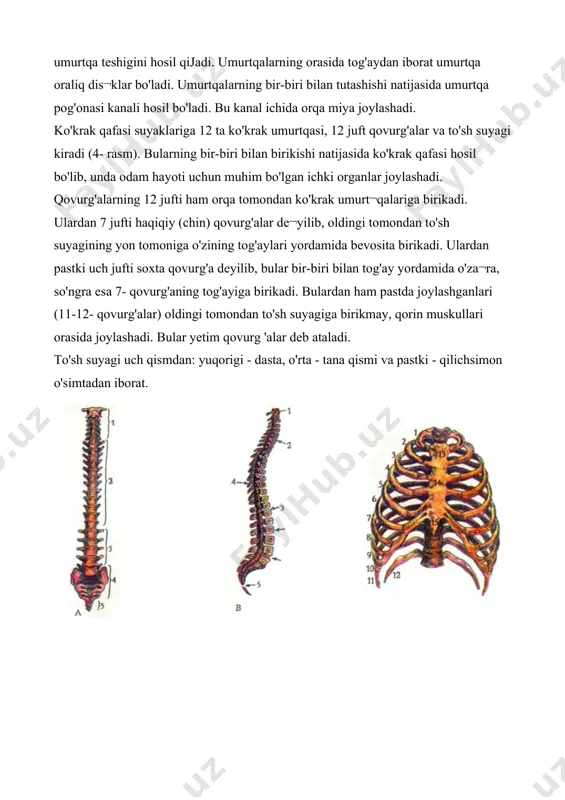 yagi; 3- yelka suyagi; 4- tirsak suyagi; 5- bilaguzuk (kaft usti) suyaldarl: 6- kaft suyak¬lari: 7- barmoq suyaklari: 8- bilak suyagi bilak suyaklari 2 ta naysimon, ya'ni bilak va tirsak suyaklaridan iborat. bilak suyagi qo'lning tashqi tomonida, tirsak suyagi qo'lning ichki tomonida joylashgan. bu suyaklarning yuqorigi uchi yelka suyagi bilan birikib, tirsak bo'g'imini hosil qiladi, pastki uchi esa bilakuzuk (kaft usti) suyaklari bilan birikadi. qo 'i panja suyaklari uch qismdan: kaft usti, kaft va barmoq suyaklaridan iborat. kaft usti suyaklari 8 ta bo'lib, ular 4 tadan ikki qator bo'lib joylashgan. kaft suyaklari 5 ta bo'ladi. barmoq suyaklari bosh barmoqda 2 tadan, qolganlarida 3 tadan bo'ladi. oyoq suyaklari. oyoq suyaklari ikki guruhga: oyoq kamari (chanoq) va oyoqning erkin suyaklariga bo'linadi. oyoq kamari ikki tomondan nomsiz suyaklardan, orqa tomondan dumg'aza va dum umurtqa suyaklaridan tashkil topgan. chanoq suyagining yuqori qismi ken¬gaygan bo'lib, katta chanoq deb ataladi, pastki qismi toraygan bo'lib, kichik cha¬noq …