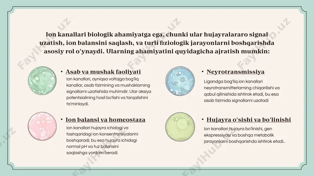 arni tezlashtirish yoki modulyatsiya qilish uchun ishlatiladi. ion kanallari va ionoforlarning birgalikdagi roli energetik jarayonlar proton ionoforlari (h⁺): mitoxondriyada proton gradientlarini shakllantiradi, bu esa atp sintezini ta’minlaydi. ion kanallari: atpni energiya manbai sifatida ishlatib, faol transportni amalga oshiradi. ion kanallari va ionoforlarning birgalikdagi roli ion kanallarining biofizikaviy ahamiyati 01 02 membrana potentsialini shakllantirish ion o'tkazuvchanligi va selektivligi 03 signal uzatish 03 ion kanallari turlari va ularning funksiyalari membrana potentsialini shakllantirish ion kanallari orqali ionlarning o‘tishi natijasida hujayra membranasida elektrokimyoviy gradient shakllanadi.masalan: kaliy (k⁺): kaliy kanallari hujayradan k⁺ ionlarini chiqarib, membrana potentsialini (-70 mv) saqlashga yordam beradi. natriy (na⁺): na⁺ ionlarining ichkariga oqimi membranani depolyarizatsiya qiladi, bu asab va mushak impulslarini boshqaradi. ion o'tkazuvchanligi va selektivligi ion kanallari faqat muayyan ionlarni tanlab o'tkazadi (masalan, natriy yoki kaliy), bu hujayraning ichki va tashqi muhitini aniq boshqarish imkonini beradi. bu selektivlik biofizik kimyo, ion radiusi va kanaldagi oqsil zanjirlarining ta’sirida amalga oshadi. neyronlarda …