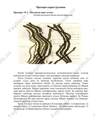 препаратларни ўрганиш — DOCX