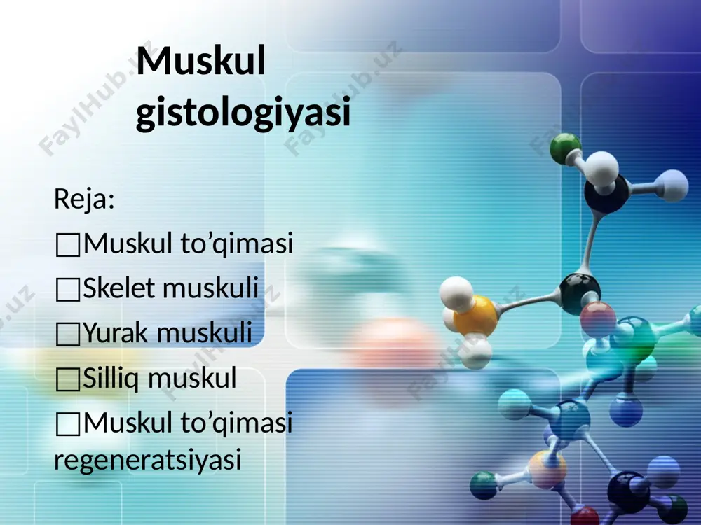 lemma sitoplazma gialoplazma organllalar kiritmalar-glikogen yadro ko’p periferiyada □muskul tolasining tuzilishi miofibrillalar yadroning periferiyada joylashishiga sabab miosimplastlarning kata qismini (70% ga yaqinini) miofibrilla tashkil qiladi yorug’lik mikroskopi ostida mushak tolalarining bo’ylama kesimida och va to’q yo’llar a va i disklarning ketma-ket joylashuvi bilan bog’liq ko’ndalang targ’illik ko’rinadi. (miofibrillalar muskulga mana shu xususiyatni beradi) i disk (izotrop – nur qaytaradi) och bo’yaluvchi electron mikroskop ostida har bir i disk to’q bo’yaluvchi z chiziq yordamida 2 bo’lingan a disk (anizotrop – nur qaytarmaydi) qoramtir bo’yaladi markazda oq h zona bor h zonada esa qoramtir m liniya joylashgan sarkomer – 2ta z chiziq orasida joylashgan ya’ni: z chiziq ½ i disk 1ta a disk ½ i disk z chiziqda tugaydi tinch holatda uzunligi – 2,5 mkm miofilamentlar miofibrillalar miofilamentlardan iborat miofilamentlar ingichka miofilamentlar (aktinli) yo’g’on miofilamentlar (miozinli) telofragma va ingichka miofilament telofragma – bu to’rsimon plastinka alfa aktinin va boshqa bir qancha oqsillardan …
