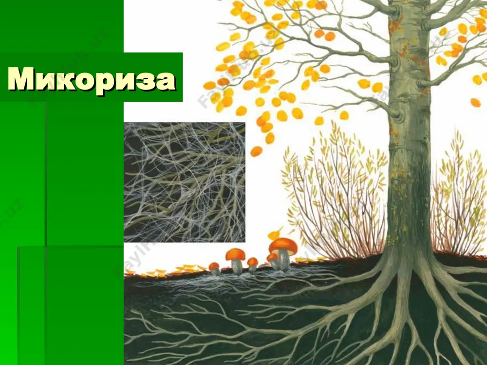 царство грибы - Page 5
