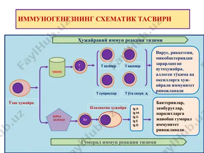 immunogenizning sxematik tasviri — PPT