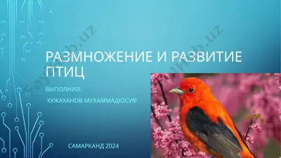 размножение и развитие птиц — PPTX
