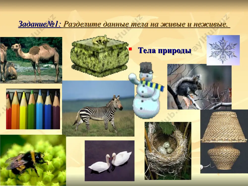 ого живого организма) обмен веществами организма с окружающей средой размножение – это свойство живых организмов , оставлять после себя потомство все организмы в конечном итоге стареют и умирают выводы: итак, живые организмы обладают свойствами (имеют клеточное строение, дышат, питаются, растут, размножаются, стареют, умирают, у них происходит обмен веществами, которые связывают организм с окружающей средой. все перечисленные свойства характеризуют только живые организмы. после смерти в организме полностью прекращаются жизненные процессы. рефлексия работа парами: приведите пример организма и докажите, что он живой. поставьте оценки друг другу. 2. перейдем к заполнению нашей таблицы: что мы сегодня узнали на уроке? 3. проведите самооценку, поставьте себе оценку за урок по следующему критерию: знаю хочу знать узнал дышат клеточное строение питаются обмен веществами растут размножаются стареют умирают критерии оценки: если за урок у вас не было ошибок оценка – «5» допущена одна незначительная ошибка оценка – «4» допущены две ошибки оценка – «3» д/з ст. учеб. …