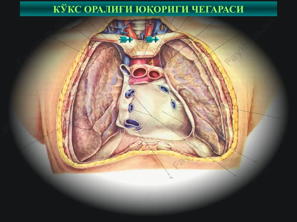 к вена 21 сурункали медиастинитни даволаш консерватив терапия – туберкулезга қарши терапия, актинолизатлар ва антибиотиклар билан актиномикозни даволаш, нурли терапия, кортикостероидлар жароҳлик даво – медиастинал лимфатик тугунларни олиб ташлаш, компрессияни келтириб чиқарган битишмалар ва чандиқларни бартараф этиш 22 кўкс оралиғида ўсма касаллик-ларининг 100 тага яқин турлари учрайди. кўкс оралиғи чин ўсма касалликлари эмбриогенетик кўкс оралиғига хос бўлган тўқималардангина ҳосил бўлади ёки абберация натижасида шу тўқималарга хос бўлиб ривожланади. кўкс оралиғида учрайдиган ўсма касалликлар онкологик касалликлар ичида 1%ни ташкил қилади. ҳавфли ва ҳавфсиз ўсмалар 4:1 нисбатда учрайди кўкс оралиғи ўсма касалликлари кўпроқ ёш ва ўрта ёшли аҳолида учраб, эркаклар ва аёллар бирҳилда зарар-ланади. 23 кўкс оралиғи ўсмалари онкологик касалликлар ичида 1 % ни ташкил этади. хавфли ва хавфсиз ўсмалар 4:1 нисбатда учрайди. кўкс оралиғи ўсмалари ёш ва ўрта ёш шахсларда кўп учрайди, эркак ва аёлларда бир хил нисбатда учрайди. 24 кўкс оралиғи ўсмалари хавфли ўсмаларни 3-7% ни ташкил этади; ўсмаларнинг эса …