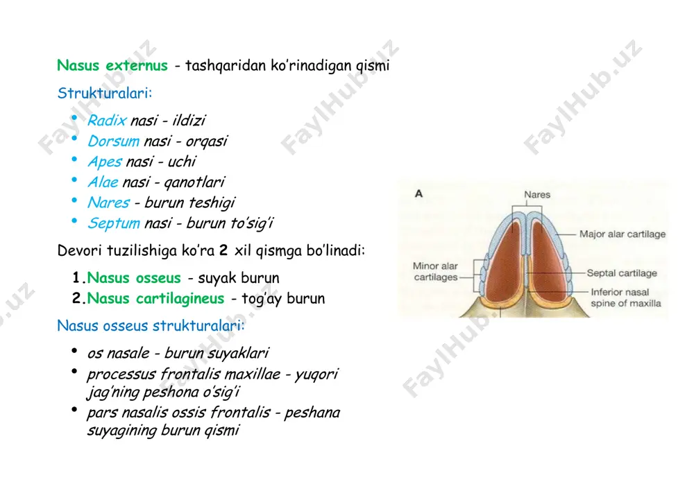 pars cartilaginea pars membranacea pars cartilaginea cartilagines trachealis - 15-20 ta c simon tog’aylardan iborat ligg.annularia - yarimaylana tog’aylarni birlashtiruvchi boylamlar pars membranacea silliq muskullar va biriktiruvchi to’qimadan tuzilgan orqa tomonda (ya’ni umurtqa pog’onasi tomonda) yarimaylana tog’aylarning ,,tegmay qolgan’’ uchlarini birlashtiradi qizilo’ngach yopishib turadi bifurcatio tracheae - t4 ro’parasida traxeyani 2 ga bo’linishidan hosil bo’ladi carina tracheae - bifurcationing ichki tomonida (traxeya bo’shlig’ida) hosil bo’ladi bronxlar - bronchi traxeyaning 2 ga bo’linishidan hosil bo’ladi o’ng va chap bosh bronx sifatida bifurcatio tracheae dan boshlanadi va o’pka to’qimasiga kirib bronx daraxtini hosil qiladi. bosh bronxlar shoxlanib-shoxlanib, diametri borgan sari kichrayib, oxiri alveolalarni hosil qiladi. bosh bronxdan alveolagacha 23 marta shoxlanadi. bosh bronxlardan bo’lak bronxlari chiqadi - o’pkalarning bo’laklariga mos ravishda o’ng bosh bronxdan 3 ta bo’lak bronx, chap bosh bronxdan 2 ta bo’lak bronx chiqadi. bo’lak bronxlar esa segmentar bronxlarga shoxlanadi, ikkala o’pkada 10 tadan segment bor, demak, har bir o’pkada …