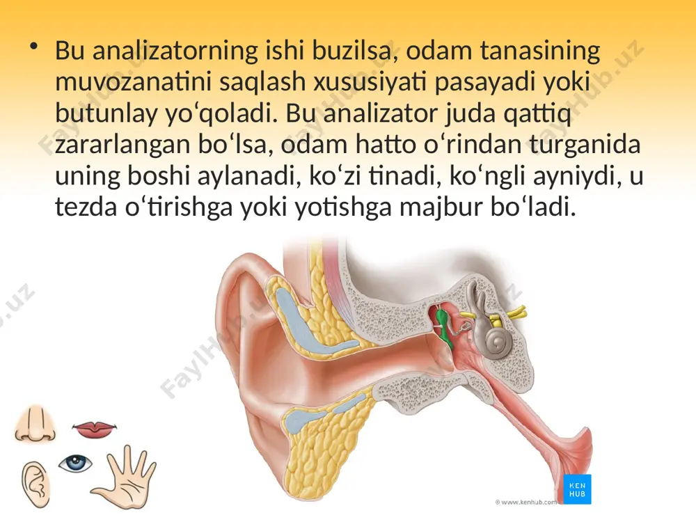 muvozanat organi (vestibular analizator). 8 - sinf - Page 5