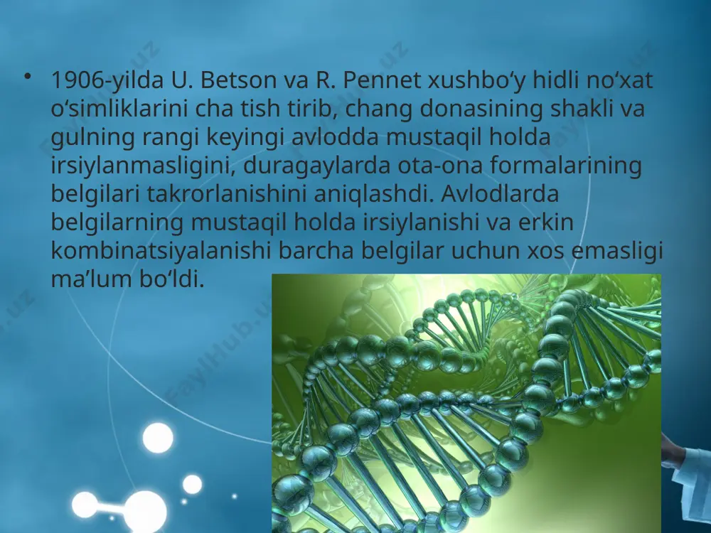 ta qanotli pashshalar bilan chatishtirsak, birinchi avlod bir xilliligi yuzaga chiqadi, ya’ni kulrang tanali, normal qanotli pashshalar hosil bo‘ladi. agar urg‘ochi digeterozigota pashshani tahliliy duragaylash usulida tekshirsak, avvalgi tajribaga nisbatan boshqacharoq natijani kuzatamiz. bunda 4 xil variantda belgilarga ega bo‘lgan avlod hosil bo‘ladi. lekin g. mendel tajribalarida kuzatilgan 1:1:1:1 nisbatdan farq qilib, ota-onalarinikiga o‘xshagan belgilar ko‘proq (kulrang tanali, uzun qanotli – 41,5%, qora tanali, kalta qanotli – 41,5%), yangi hosil bo‘lgan belgilar esa ancha kam (kulrang tanali, kalta qanotli – 8,5%, qora tanali, normal qanotli – 8,5%) uchraydi. genlar birikishining bu xili chala birikish deb ataladi genlar chala birikishining sababini tushunish uchun jinsiy hujayralarning yetilishida kuzatiladigan meyoz jarayonini eslash kerak. meyoz i ning profazasida muhim jarayon – krossingover kuzatiladi. gomologik xromosomalar konyugatsiyalashib allel genlarning almashinuvi sodir bo‘ladi. natijada gametalarning bir qismi yangi genlar kombinatsiyasiga ega bo‘ladi. shuning uchun yangi avlodda ota-onalarnikidan farq qiluvchi yan gi belgilar kombinatsiyasi vujud ga keladi. …