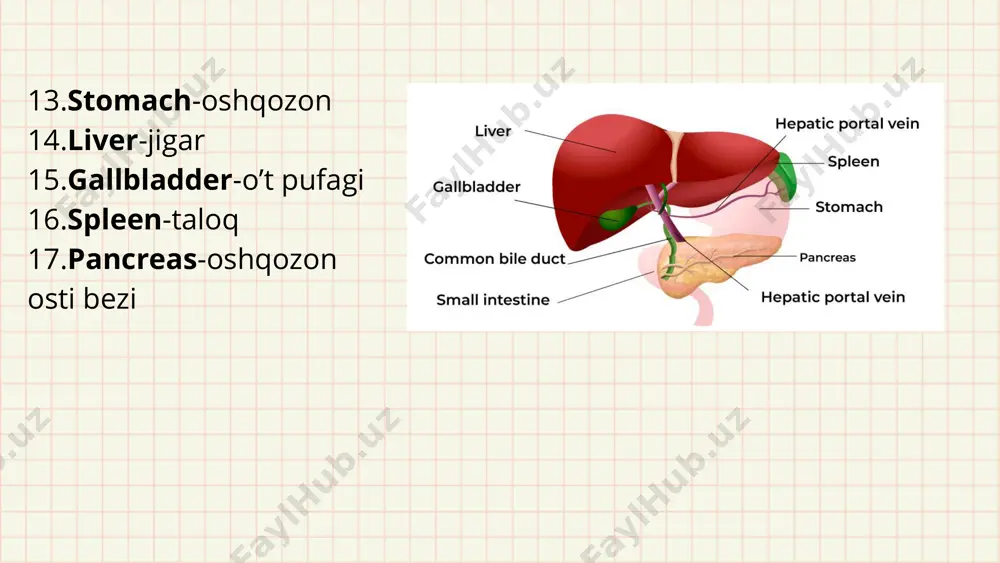 the human digestive system - Page 4