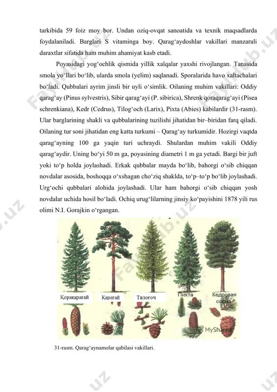 dagi ahamiyati beqiyos katta. ulardan qurilishlar uchun yog‘och, mebellar tayyorlashda, qog‘oz sanoati uchun xom ashyo, smola, kanifol, skipidar, glyukozidlar va b. olinadi. kedrlarning urug‘i tarkibida 59 foiz moy bor. undan oziq-ovqat sanoatida va texnik maqsadlarda foydalaniladi. barglari s vitaminga boy. qarag‘aydoshlar vakillari manzarali daraxtlar sifatida ham muhim ahamiyat kasb etadi. poyasidagi yog‘ochlik qismida yillik xalqalar yaxshi rivojlangan. tanasida smola yo‘llari bo‘lib, ularda smola (yelim) saqlanadi. sporalarida havo xaltachalari bo‘ladi. qubbalari ayrim jinsli bir uyli o‘simlik. oilaning muhim vakillari: oddiy qarag‘ay (pinus sylvestris), sibir qarag‘ayi (p. sibirica), shrenk qoraqarag‘ayi (pisea schrenkiana), kedr (cedrus), tilog‘och (larix), pixta (abies) kabilardir (31-rasm). ular barglarining shakli va qubbalarining tuzilishi jihatidan bir–biridan farq qiladi. oilaning tur soni jihatidan eng katta turkumi – qarag‘ay turkumidir. hozirgi vaqtda qarag‘ayning 100 ga yaqin turi uchraydi. shulardan muhim vakili oddiy qarag‘aydir. uning bo‘yi 50 m ga, poyasining diametri 1 m ga yetadi. bargi bir juft yoki to‘p holda joylashadi. erkak …