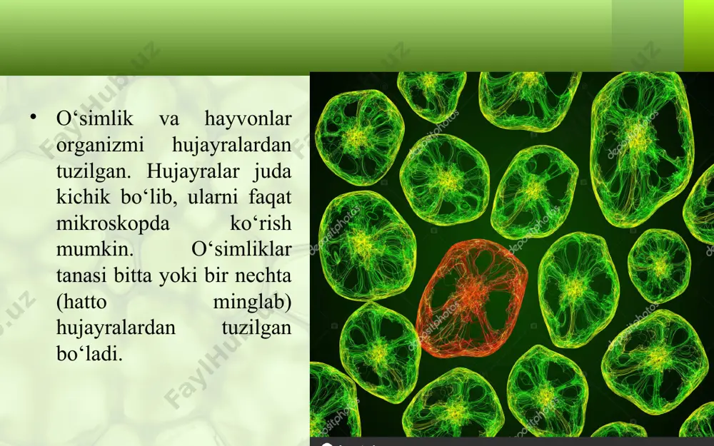 yraning yirik-mayda ligiga, yoshiga, holatiga va to‘qimaning turiga hamda yashash sha roitiga qarab har xil bo‘ladi. u tarkibiga ko‘ra sitoplazmaga yaqin turadi. mag‘iz irsiy belgilarning yangi bo‘g‘inga o‘tishida muhim ahamiyatga ega. 1831-yilda ingliz olimi robert broun mag‘iz hujayraning muhim tarkibiy qismi ekanligini aniqlagan. robert broun 1773-1858 * plastidalar – hujayraning asosiy tirik qismlaridan biri. zamburug‘lar, bakteriyalar, shilimshiqlar hamda ko‘k-yashil suvo‘tlarda plastidalar bo‘lmaydi. ular faqat o‘simliklarga xos. plastidalar uch xil bo‘ladi: leykoplastlar (rangsiz), xromoplastlar (zarg‘aldoq, qizg‘ish), xloroplastlar (yashil). keyingi ikkita plastida o‘simliklarga (barg, poya, gul va mevalarga) rang beradi. xromoplastlar bilan xloroplastlar tufayli o‘simlik gullari va mevalar har xil rangga kiradi. vakuol – sitoplazma ichidagi hujayra shirasi bilan to‘lgan bo‘shliq. u turli shaklda bo‘ladi. hujayra shirasi tarkibida 70–95% suv va unda erigan ko‘pgina mineral va oqsil, moy, shakar kabi organik moddalar bo‘ladi. bu shira tarkibiga ko‘ra mevalarning ta’mi shirin, nordon va achchiq bo‘ladi. shuni ham aytish kerakki, o‘simliklarning turli organlaridagi hujayralar …
