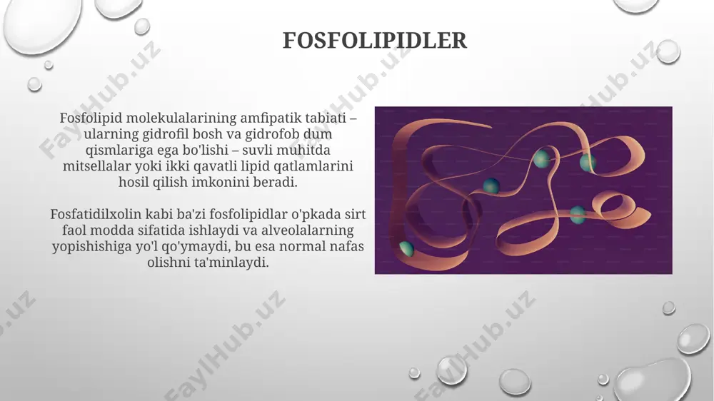 lipidlar. sovunlanadigan oddiy va murakkab lipidlar. sovunlanmaydigan lipidlar - Page 5