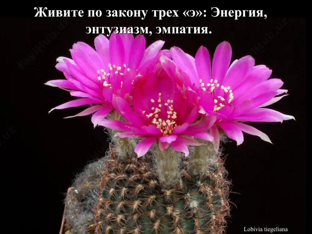 как улучшить свою жизнь: советы - Page 5