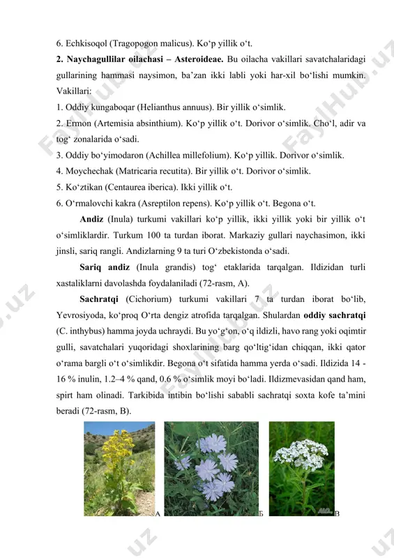 di. bu yo‘g‘on, o‘q ildizli, havo rang yoki oqimtir gulli, savatchalari yuqoridagi shoxlarining barg qo‘ltig‘idan chiqqan, ikki qator o‘rama bargli o‘t o‘simlikdir. begona o‘t sifatida hamma yerda o‘sadi. ildizida 14 - 16 % inulin, 1.2–4 % qand, 0.6 % o‘simlik moyi bo‘ladi. ildizmevasidan qand ham, spirt ham olinadi. tarkibida intibin bo‘lishi sababli sachratqi soxta kofe ta’mini beradi (72-rasm, b). 72-rasm. sariq andiz-inula grandis (a), oddiy sachratqi-cichorium inthybus (b), bo‘ymadoron-achillea millefolium (v). bo‘ymadoron (achillea) turkumi vakillari ko‘p yillik o‘t o‘simliklar bo‘lib, barglari bir necha mayda bo‘lakchalarga ajralgan. bu turkumga 154 ta tur kirib, o‘zbekistonda 5 turi o‘sadi. turkumning hamma turlari dorivor hisoblanadi. ular asosan tog‘ yon bag‘irlarida, adirlarda o‘sadi (72-rasm, v). shuvoq (artemisia) turkumiga ko‘p yillik, bir yillik o‘tlar va yarim butalar kiradi. shuvoqlar turkumining 523 ta turi bo‘lib, o‘zbekistonda shundan 40 dan ortiq turi o‘sadi. shuvoqlarning hamma turlarida efir moylari bo‘ladi. ermon (a. absinthium) kumushsimon tuklar bilan qoplangan ko‘p yillik …