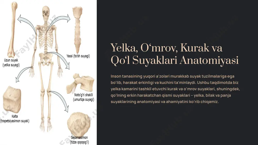 ydigan yagona suyakdir. u ikki asosiy uchga ega: extremitas sternalis: to‘sh suyagi (sternum) bilan birikib, sternoklavikulyar bo‘g‘imni hosil qiladi. extremitas acromialis: kurak suyagining akromion qismi bilan birikib, akromioklavikulyar bo‘g‘imni tashkil etadi. har bir uchida mos ravishda facies articularis sternalis va facies articularis acromialis bo‘g‘im yuzalari mavjud bo'lib, ular barqaror birikishni ta'minlaydi. o‘mrov suyagi qo‘lning erkin harakatlanishiga imkon beruvchi muhim tayanch nuqtasidir. 5 yelka suyagi (humerus): qo‘lning asosiy suyagi yelka suyagi (humerus) — bu qo‘lning erkin harakatchan qismi suyaklaridan biri bo‘lib, inson tanasidagi eng uzun nayza shaklidagi suyaklardan biridir. uning yuqori uchi, caput humeri deb ataluvchi sharsimon boshchaga ega bo‘lib, kurak suyagining cavitas glenoidalis chuqurchasi bilan yelka bo‘g‘imini hosil qiladi. humerusning markaziy qismi corpus humeri (tana) deb nomlanadi va pastki, distal uchi bilak suyaklari bilan birikish uchun tayyorlangan murakkab tuzilishga ega. uning silliq yuzasi va kuchli tuzilishi og‘irlik ko‘tarish va keng amplitudadagi harakatlarni bajarishga imkon beradi. 6 qo‘l panjasi suyaklari: nozik …