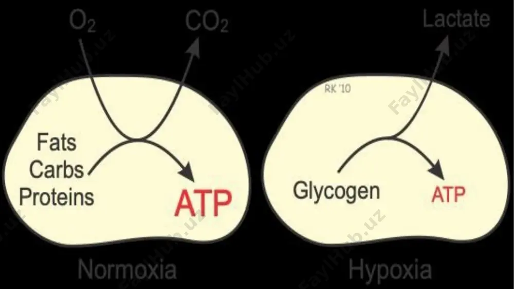 va glyukoza oksidlanishining ajralishi paytida, pdk tomonidan pdh inhibisyonu tufayli piruvat mitoxondriyalarga o'tkazilmaydi, lekin ldh tomonidan laktatga metabollanadi. bu hujayrali atsidozga olib keladi va aytmoqchi, bu anaerob glyukozadan foydalanish atp ning faqat ikkita molekulasini beradi . ta'riflangan o'zgarishlar kardiomiotsitlar gipertrofiyasiga, energiya almashinuvining tushkunligiga, ion nasosining disfunktsiyasiga, ca +2 to'planishiga, kontraktillikning pasayishiga, apoptoz va fibrozga yordam beradi. shuni ta'kidlash kerakki, miyokard disfunktsiyasining rivojlanishining bu modeli barcha kardiyomiyositlar uchun bir xil; hatto o'pka gipertenziyasi va o'ng yurakning kompensatsion gipertrofiyasi holatlarida ham metabolik o'zgarishlar chap yurak etishmovchiligida kuzatilgan o'zgarishlar bilan bir xil bo'ladi . image1.png image2.png image3.png /docprops/thumbnail.jpeg