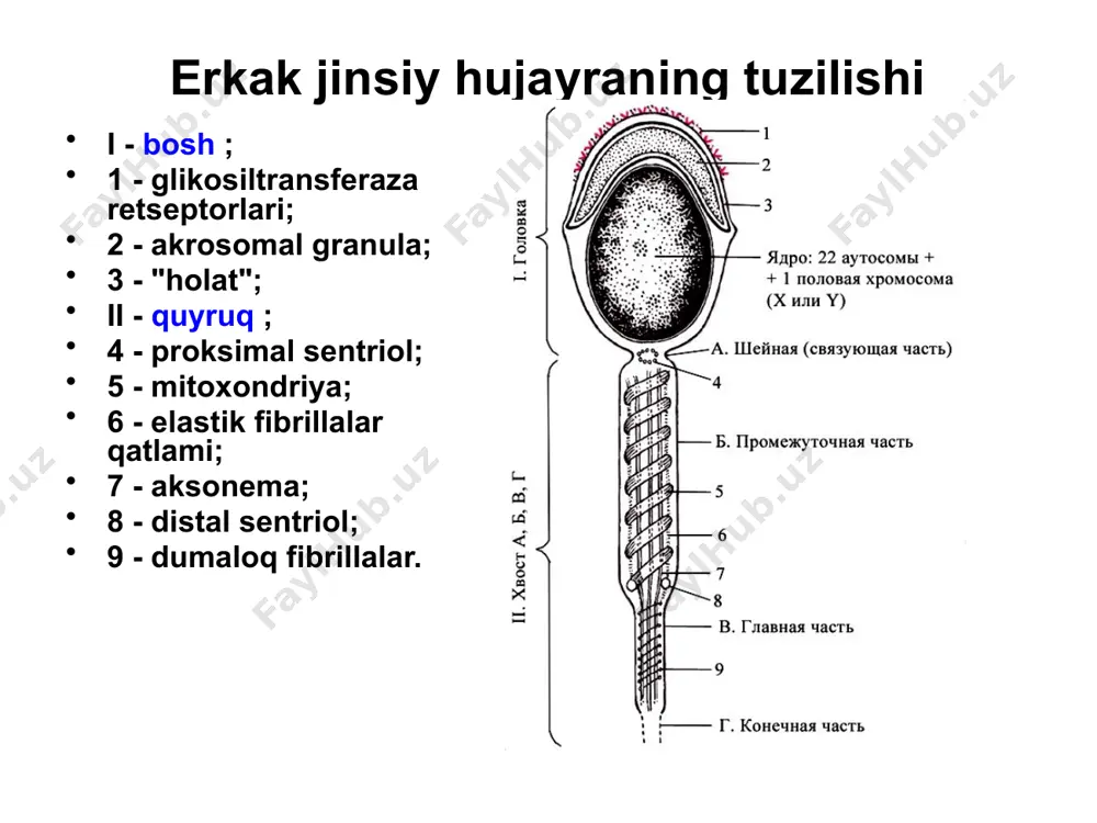 6,7 - blastoporning dorsal va ventral lablari; 8 - asab naychasining shakllanishi; 9 - akkord hosil qilish; 10 - mezodermaning shakllanishi . amfibiyalarda epiboliya (va invaginatsiya) bilan gastrulyatsiya invaginatsiya blastulaning hayvon va vegetativ qismlari chegarasida sodir bo'ladi. bu erda kichik invaginatsiya hosil bo'ladi - o'roqsimon truba (1). hayvon qutbining hujayralari (2) kuchli o'sishni boshlaydi embrionning vegetativ qismi (3) - uning ustiga tashqaridan emaklab, so'ngra truba chetidan ichkariga kirib boradi. c) shu bilan birga, yarim oy chuqurlashadi: gastrokoelga aylanadi (4), va blastoporaga kirish (5)). gastrula devori uchta mikrob qatlamini o'z ichiga oladi. diagrammada blastokel ham ko'rsatilgan (6). 6 qushlarda delaminatsiya va immigratsiya orqali gastrulyatsiya i. birinchi bosqich - delaminatsiya - diskoblastulaning bir hujayrali qatlami (hujayra bo'linishi orqali) ikki qatlamga bo'linadi: ustki qismi epiblast , pastki qismi esa gipoblast (embrion to'qimalarning shakllanishida ishtirok etmaydi). qushlarda delaminatsiya va immigratsiya orqali gastrulyatsiya ii. ikkinchi bosqich - immigratsiya doimiy bo'linadigan epiblast hujayralarining ortiqcha qismi uning …