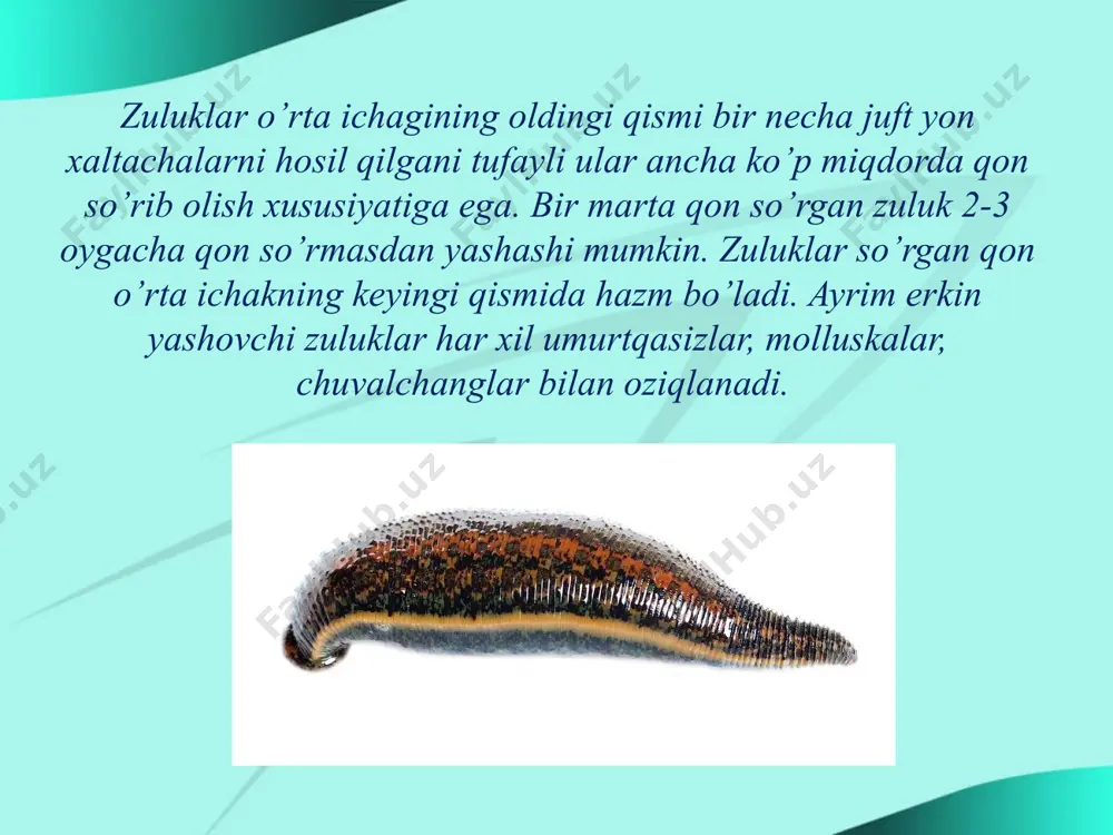zuluklar sinfi molluskalar tipi ikki pallali molluskalar sinfi - Page 5