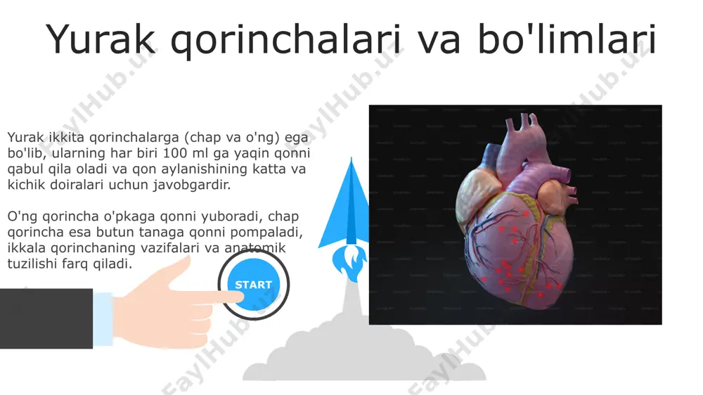 g orqa devorlarini qon bilan ta'minlaydi va taxminan 50% yurak mushaklarini qon bilan ta'minlashda ishtirok etadi. 06 05 04 yurak mushagining gistologiyasi 01 02 yurak mushagi kardiomiotsitlardan tashkil topgan bo'lib, ularning 99%ini ishchi kardiomiotsitlar, 1% esa o'tkazuvchanlik sistemasining hujayralari tashkil etadi. yurak mushagi to'qimasida ko'plab mitoxondriyalar mavjud bo'lib, ular hujayraning umumiy hajmiga 40% gacha tashkil etadi, bu yuqori energiya talabini ta'minlaydi. kardiomiopatiyalar kardiomiopatiyalar yurak mushaklarining tuzilishi va funksiyasining buzilishi bilan tavsiflanadi, bu esa yurakning qon aylanishini ta'minlash qobiliyatini 30% gacha pasaytirishi mumkin. gipertrofik kardiomiopatiya yurak mushaklarining qalinlashishi bilan ajralib turadi, bu esa yurak bo'shliqlarining torayishiga va qon oqimining buzilishiga olib keladi, o'lim xavfini 5-10 baravar oshirishi mumkin. yurak anevrizmasi yurak anevrizmasi, taxminan 100000 kishidan 1 tasida uchraydi va ko'pincha miokard infarktidan keyin rivojlanadi, bu esa yurak devorining zaiflashishiga va kengayishiga olib keladi. anevrizma kattaligi 5 sm dan oshishi mumkin va bu yurak ritmining buzilishi, qon quyilishi va yurak yetishmovchiligi kabi …