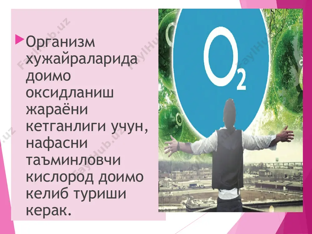 ро мушакларни ва диафрагмани бушашиши. ички кобиргалараро мушакларни кискариши. кўкрак қафаси герметик ёпиқ бўлиб ва плевралар орасида «-» босим бўлганлиги учун ўпка таранг холатда қобиргаларга тегиб туради. агар атмосфера босимини 760мм сим. уст. га тенг деб олсак, плевралар орасидаги босим ундан 757мм сим. уст. кам 760-757=3мм сим.уст.га тенг бўлган, «-»босимга эга. ўпкада эластик толалар мавжудлиги учун, ўпка чўзилувчанлик ва қисқарувчанлик хусусиятига эга бўлиб ,у ўпка эластлик таранглигини ҳосил қилади. бунда ўпка юзасидаги фаол модда-сурфактантнинг ҳам аҳамияти катта. пневмоторакс –кўкрак қафасининг жароҳати ёки ўпканинг ичидан ёрилиши натижасида плевралараро бўшликка хавони кириши ва «-» босимни йуколиши.бунда ўпканинг эластик толалари сикилади ва ўпкада ҳаво айланиши бузилади. нафас ҳаракатлари (частотаси ва чукурлиги) газ алмашинув эффективлигини аниқлайди. организмда нафас частотаси ва чуқурлиги орасида муҳим боғлиқлик мавжуд. нафас ҳаракатлари эркин ва автоматик равишда ўзгариши мумкин. альвеоляр ҳаводаги ва қондаги кислород билан карбонат ангидрид алмашинуви, уларни порциал босими фарқи бўлганлиги учун диффузия йули билан аэрогематик мембрана орқали …