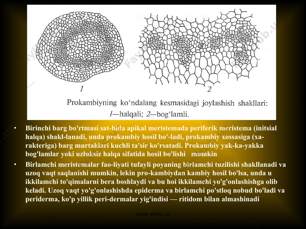 a'ni o'sishning kuchayishi ro'y beradi. nati-jada poyaning pastki tomoni teskari konussimon shaklga ega bo’ladi. novdaning gullar hosil bo'ladigan uchki tomonida apikal meristemaning hajmi kamayadi va poya torayadi. poyaning bir­lamchi yo'g'onlanishi natijasida hosil bo'lgan bunday shaklni qisman yoki to'liq ikkilamchi to'qimalarning hosil bo'lishi bilan to'ldirilishi (g'iloflanishi) mumkin. poya birlamchi strukturasining evolutsiyada murakkablashishi evolutsiya jarayonida poya tuzilishining har xil tiplari qanday paydo bo'lganligini fransiya botanigi van tigemning stelyar na-zariyasi tushuntirib beradi. van tigem stela deb ildizning birlamchi o'tkazuvchi to'qima-lar yig'indisi va ularni o'rab turgan perisikl hujayralarini atagan. keyin poya o'tkazuvchi to'qimalari va ular orasidagi to'qimalar yig'indisini (perisikl bilan birga) ham shu atama bilan atadii bu nazariya keyingi vaqtda telom nazariyasida ham tasdiqlangan. www.arxiv.uz www.arxiv.uz www.arxiv.uz www.arxiv.uz stelaning eng qadimiy va primitiv tipi — gaplostela yoki protostela. 1, gaplostela (yunon. gaplos — oddiy yoki potostela yaxlit) ksilema tasmasidan iborat bo'lib, tashqi tomondan floema qavati bilan o'ralgan. riniofitlar va ba'zi boshqa primitiv o'simliklar poyalari …