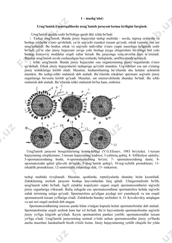 iya amaliyotining vazifasi mikroskopik preparatlar bilan tanishish, amfibiya va qushlar kabi hayvonlar taraqqiyotini laboratoriya yoki tabiat sharoitida sinchiklab o’rganishdan iborat. individual taraqqiyot biologiyasining asosiy adabiyotlari b.p.tokinning “obщaya embriologiya” (m. 1987) darsligi, i.k. solixboyevning “rivojlanish biologiyasi” (t., 1992), “individual taraqqiyot biologiyasi” (t., 1988) o’quv qo’llanmalari, n.a.manuilovaning “gistologiya va embriologiya asoslari” (m., 1973), yu.i. afanasyev va n.a.yurinalar tahriri ostidagi “gistologiya” o’quv qo’llanmalari hisoblanadi. ushbu kursni o’rganish vaqtida ish dasturidan, uslubiy ko’rsatmadan, tavsiya etilgan adabiyotlardan hamda muallifning ma’ruza manbalaridan keng foydalanildi. 1 – mashg’ulot: urug‘lanish.umurtqalilarda urug`lanish jarayoni ketma krtligini farqlash. . urug'lanish qaerda sodir bo'lishiga qarab ikki xilda bo'ladi: 1. tashqi urug'lanish. bunda jinsiy hujayralar tashqi muliitda - suvda, tuproq oralarida va boshqa joylarda o'zaro qo'shiladi, ya’ni urg'ochi (samka) tuxum qo'yadi, erkak (sames) esa uni urug'lantiradi. bu hodisa erkak va urg'oehi individlar o'zaro yaqin masofaga kelganda sodir bo'ladi, ya’ni ular jinsiy hujayrani suvga yoki boshqa joyga chiqarishini bir-biriga hid yoki boshqa kimyoviy moddalar …