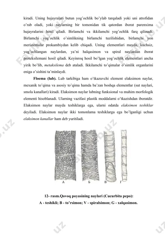 lastinkalarga ega bo’lgan elksimon naylardan tashkil topgan. elaksimon naylar yonida yo’ldosh hujayralar ham qatnashadi. lubning ikkinchi bir elementi parenximadir. parenxima hujayralarda almashinuv reaksiyalari aktiv boradi va odatda zapas moddalardan kraxmal donachalari, moylar har xil organik birikmalar, shuningdek, tanning va smola kabilar to’planadi. lub tarkibiga mexanik to’qima sklerenxima, ya’ni lub tolalari kiradi. ular morfologik jihatdan yog’ochlik tolalariga o’xshash, ammo ko’pchilik o’simliklarda uzunroq bo’lishi va ikkilamchi lublar farq qilinadi. birlamchi lub o’sish konusidagi uchki meristema – prokambiy boylamlaridan kelib chiqadi. ikkilamchi lub esa kambiy faoliyati natijasida vujutga keladi. 13-rasm. qovoq poyasidagi kollateral o’tkazuvchi bog’lam. 1- floema; 2- ksilema; 3- kambiy; 4- lub parenximasi. o’tkazuvchi nay tolali boylamlar o’simlikda keng tarqalgan umumiy to’qimalardan biri bo’lib, uning barcha organlarida uchraydi. u o’tkazuvchi, mexanik va asosiy to’qimalardan iborat. o’tkazuvchi nay tolali boylamlar tarkibiga kiruvchi yog’ochlik va lub har xil shaklda joylashishi mumkin: 1. kollaterial yoki yonma – yon jolashgan boylamlar. yog’ochlik va lub bar radiusda …