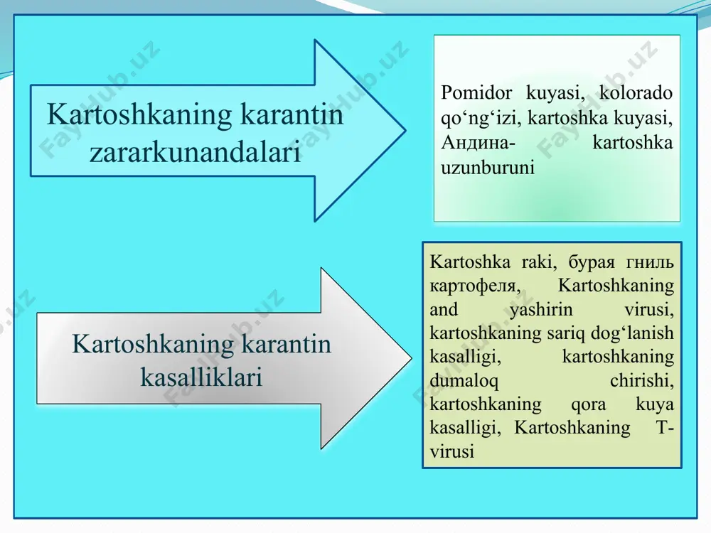 b qoladi, po‘st orqali chiqishdan oldin qurt ko‘rinib turadi. kartoshka tugunchasidagi qurtlar tuproq ustidagi ko‘k qismidagilarga qaraganda yaltiroq. har bir bo‘g’inida 10-14 tagacha qillar bor, kichik to‘qqalqon – skleritlarda yotuvchi 5 juft soxta oyoq, har bir oyoq asosida uchta qildan iborat uchburchak qalqonga ega. qurtlari sarg’ish-pushti yoki kulrang-ko‘kimtir, uzunligi 10-13 mm bo‘lib, barg to‘qimasi ostidagi bo‘shliqqa kirib borgandan so‘ng oziqlana boshlaydi. ular 5 xil rivojlanish fazasini o‘taydi. kartoshka tuganagi yoki pomidor mevasi , bargning asosiy va yon tomirlarida ko‘ndalang yo‘l ochadi. yo‘lak kengayishi bilan uni chiqitlar yordamida berkitib boradi. bitta qurt 3-4 tagacha yo‘l ochadi. agar barg kichikroq bo‘lsa, qurt boshqa bargga o‘tadi. qurtlar rivojlanishi davomida 4 marta tullaydi. oxirgi marta g’umbakka .aylanishidan oldin, u to‘q bo‘ladi va kichraya boshlaydi. dala sharoitida 2-3 haftada to‘la yetila boshlaydi. kapalaklari erta bahorda uchib chiqadi. ular kun botishdan keyin va ertalab soat 11 gacha xarakati faollashadi. tuxum qo‘yishi uchun havo harorati 80 s …