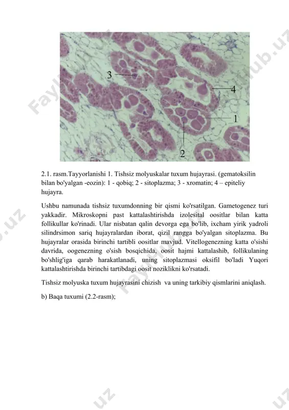 lishi. maqsad: spermatogenez bosqichlari bilan tanishish, turli hayvonlar turlarining urug`donlari va spermatogenez ning turli bosqichlarida erkak jinsiy hujayralarining tuzilishini o'rganish. amaliy ishni borishi: 1. spermatogenez jarayoni va erkaklik jinsiy hujayralarining tuzilishini o'rganish. 2. mikropreparatlarni ko'rib chiqing va chizing: a) xo'roz spermatozoidlari (3.1-rasm); 3.1. tayyorlanishi 1. xo'roz spermatozoidlari (temir gematoksilin bo`yog`i): 1 - bosh; 2 - quyruq. kam kattalashtirishda jinsiy hujayralar bir-biriga yopishmagan joyni ajratib ko'rsating va ularni yuqori kattalashtirishda tekshiring. bu jinsiy hujayralar tipik tuzilishga ega va bosh va dumdan iborat. boshida katta ixcham yadro va akrozoma mavjud. bu turdagi spermatozoidlarning bo'yni juda kichik va ko'zga tashlanmaydigan bo'lib, tarkibida sentriolalar va mitoxondriyalar mavjud.bu ob'ektlarni uning tarkibiy qismlarini ko'rsatgan holda tekshirish va eskiz qilish kerak. b) dengiz cho'chqasining spermatozoidlari (3.2-rasm); mikroskop plyonkasida dengiz cho'chqasi spermatozoidlari bir-biriga yopishtirilgan bo'lib, bitta spermatozoidning bir nechta dumlari bor degan taassurot paydo bo'ladi. biroq, ular odatda qamchi shaklidagi tuzilishga ega. spermatozoidning boshi nok shaklida bo'lib, yadro …